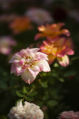 포토 JPG 주간 잎 꽃밭 자연 사람없음 야외 아웃포커스 장미 들꽃 국내포토 자연요소 식물 꽃 촬영기법 생태계 파일형식