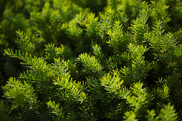포토 JPG 주간 나뭇잎 사람없음 야외 아웃포커스 초록색 침엽수 국내포토 자연요소 나무 컬러 잎 촬영기법 파일형식