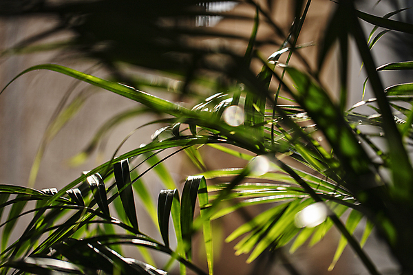 포토 JPG 식물 잎 휴식 실내 사람없음 카페 소프트포커스 역광 국내포토 컨셉 촬영기법 내부 상점 파일형식