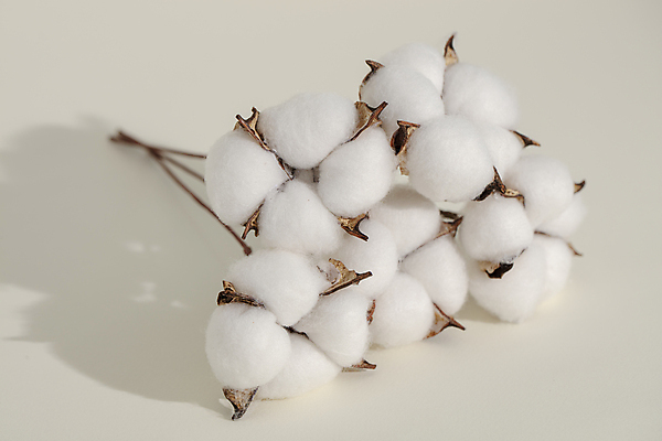 포토 JPG 실내 따뜻함 그림자 사람없음 흰배경 부드러움 목화꽃 목화솜 국내포토 꽃 백그라운드 내부 흰색 감각 솜 파일형식