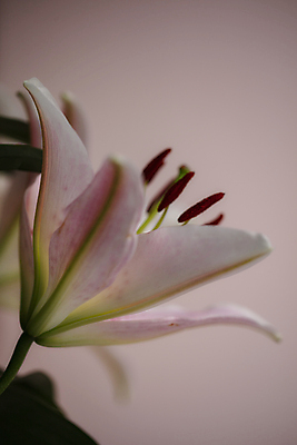 포토 JPG 실내 근접촬영 사람없음 아웃포커스 백합 부드러움 꽃수술 분홍색배경 국내포토 꽃 뷰포인트 분홍색 백그라운드 촬영기법 내부 감각 파일형식