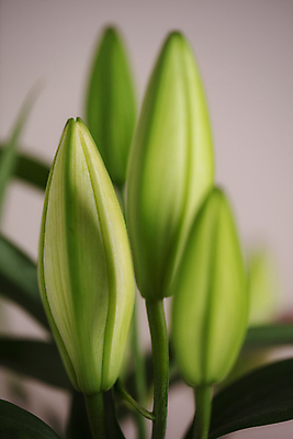 포토 JPG 잎 실내 근접촬영 사람없음 아웃포커스 백합 꽃봉오리 부드러움 분홍색배경 국내포토 식물 꽃 뷰포인트 분홍색 백그라운드 촬영기법 내부 감각 파일형식
