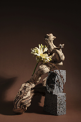 포토 JPG 국화 실내 따뜻함 그림자 사람없음 오브젝트 포도나무 나무토막 화강암 갈색배경 국내포토 꽃 백그라운드 내부 갈색 암석 과일나무 파일형식