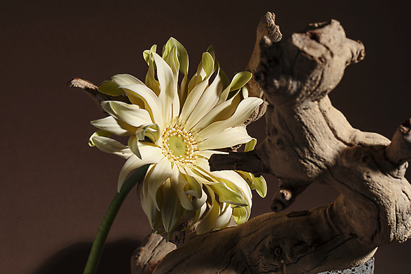 포토 JPG 국화 실내 사람없음 오브젝트 포도나무 나무토막 구성 갈색배경 국내포토 꽃 백그라운드 내부 갈색 과일나무 파일형식