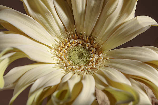 포토 JPG 국화 실내 근접촬영 사람없음 부드러움 갈색배경 국내포토 꽃 뷰포인트 백그라운드 내부 갈색 감각 파일형식