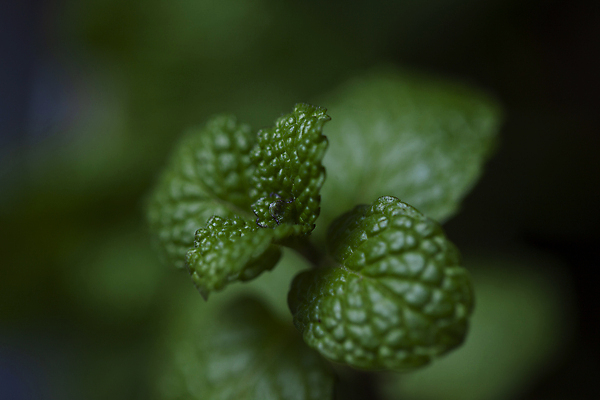 포토 JPG 주간 잎 근접촬영 사람없음 야외 아웃포커스 허브 국내포토 자연요소 식물 뷰포인트 촬영기법 파일형식