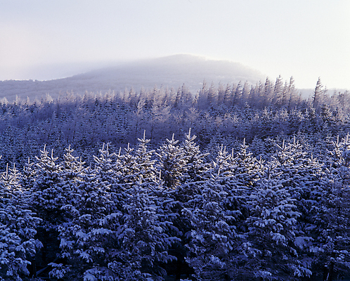 포토 JPG 주간 나무 설경 겨울 자연 하늘 산 사람없음 야외 눈 울창 겨울풍경 눈덮임 국내포토 자연요소 식물 계절 컨셉 날씨 풍경 생태계 파일형식