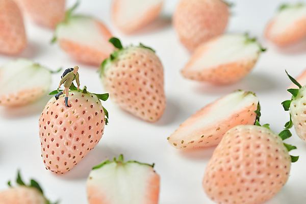 포토 JPG 스튜디오촬영 딸기 단면 실내 근접촬영 사람없음 미니어처 흰배경 유기농 인물미니어처 제철 제철과일 백딸기 국내포토 웰빙 뷰포인트 백그라운드 과일 내부 모형 흰색 파일형식
