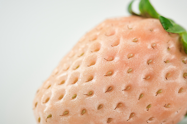 포토 JPG 스튜디오촬영 딸기 실내 근접촬영 사람없음 흰배경 유기농 제철 카피스페이스 제철과일 백딸기 국내포토 웰빙 뷰포인트 백그라운드 과일 내부 공백 흰색 파일형식