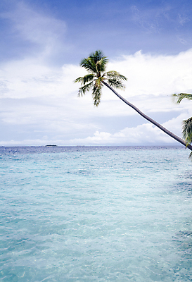 포토 JPG 주간 구름 해외풍경 바다 자연 하늘 풍경 사람없음 야외 야자수 맑음 국내포토 자연요소 나무 해외 날씨 생태계 파일형식