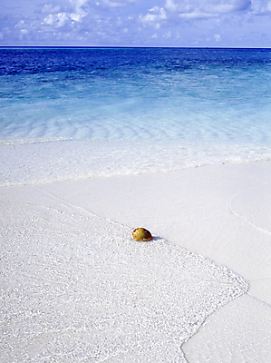 포토 JPG 주간 구름 해외풍경 열매 하늘 풍경 해변 사람없음 야외 한개 맑음 망고 국내포토 자연요소 식물 1 해외 바다 날씨 열대과일 파일형식