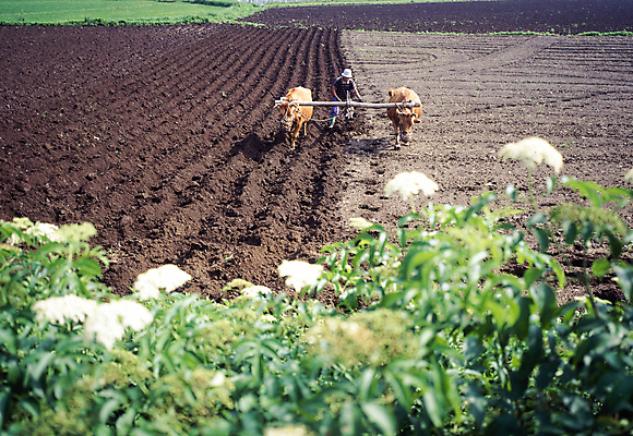 포토 JPG 주간 전신 한국문화 꽃 두마리 밭 한명 사람 풍경 야외 앞모습 경작 농촌 시골 풀 소 농부 밭갈기 밭갈이 국내포토 자연요소 식물 직업 1 동양문화 뷰포인트 2 농업 포유류 한국 농사 파일형식