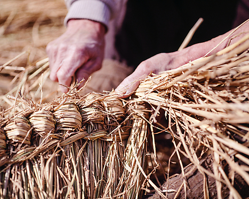 포토 JPG 주간 한국전통 손 기술 풍경 야외 아웃포커스 신체부위 잡기 볏짚 묶기 국내포토 자연요소 전통 모션 한국 촬영기법 사람 짚 파일형식