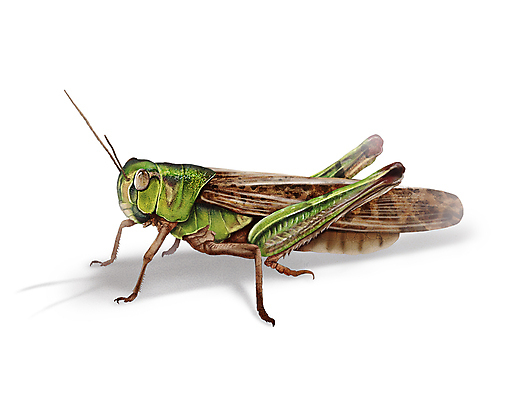 PSD 한마리 곤충 일러스트 그림자 사람없음 벌레 메뚜기 디테일 국내일러스트 동물 1 파일형식