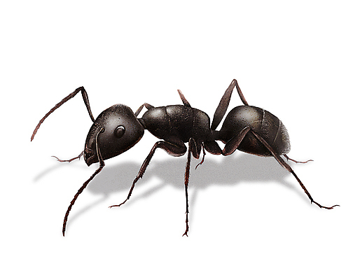 PSD 한마리 곤충 일러스트 그림자 사람없음 해충 벌레 개미 디테일 국내일러스트 동물 1 파일형식