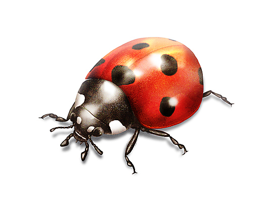 PSD 한마리 곤충 일러스트 사람없음 벌레 무당벌레 디테일 국내일러스트 동물 1 파일형식