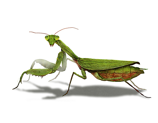 PSD 한마리 곤충 일러스트 그림자 사람없음 해충 벌레 사마귀 디테일 국내일러스트 동물 1 파일형식