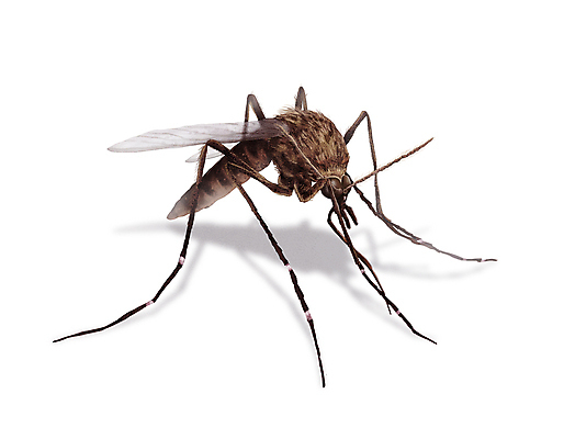 PSD 한마리 곤충 일러스트 그림자 사람없음 해충 벌레 모기 디테일 국내일러스트 동물 1 파일형식