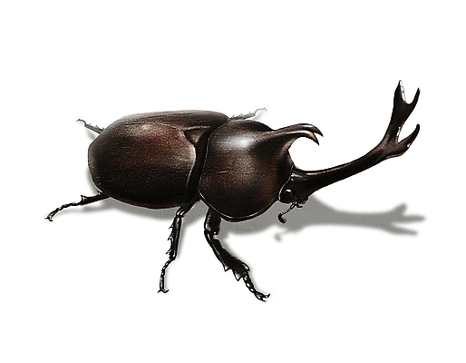 PSD 한마리 곤충 일러스트 그림자 사람없음 벌레 장수풍뎅이 디테일 국내일러스트 동물 1 파일형식