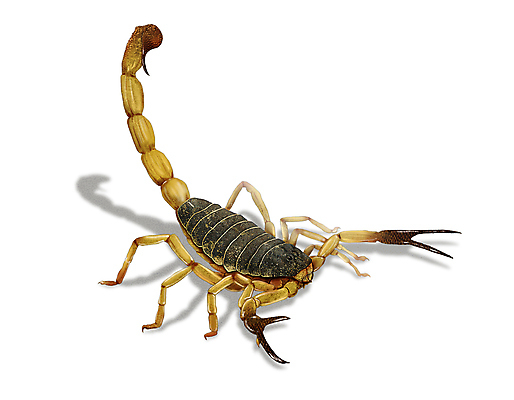 PSD 한마리 절지류 일러스트 그림자 사람없음 독약 벌레 전갈 디테일 국내일러스트 동물 1 곤충 파일형식