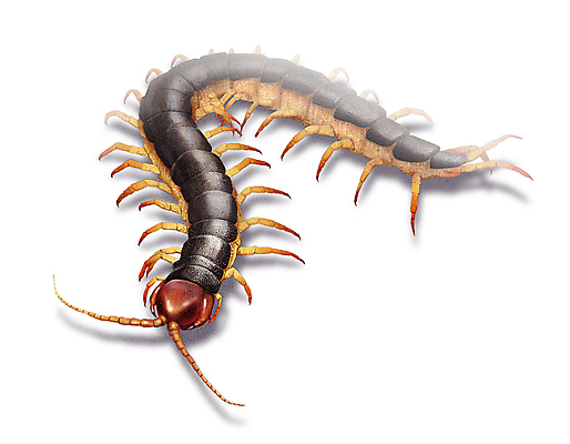 PSD 한마리 곤충 일러스트 사람없음 벌레 지네 디테일 국내일러스트 동물 1 절지류 파일형식