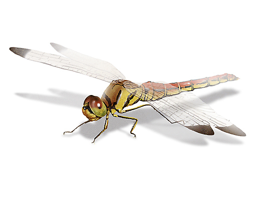 PSD 한마리 곤충 일러스트 그림자 사람없음 벌레 잠자리 디테일 국내일러스트 동물 1 파일형식