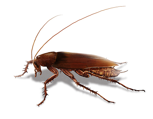 PSD 한마리 곤충 일러스트 그림자 사람없음 해충 벌레 바퀴벌레 디테일 국내일러스트 동물 1 파일형식