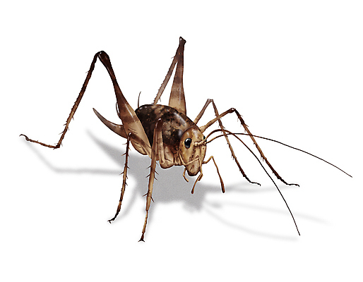 PSD 한마리 곤충 일러스트 그림자 사람없음 해충 벌레 디테일 곱등이 국내일러스트 동물 1 파일형식