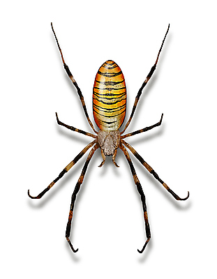 PSD 한마리 곤충 일러스트 사람없음 벌레 거미 디테일 국내일러스트 동물 1 파일형식