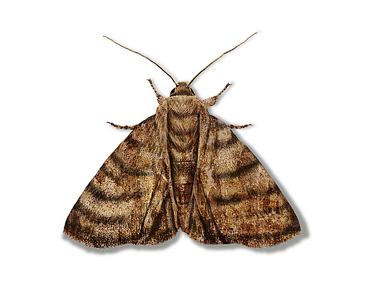 PSD 한마리 곤충 일러스트 사람없음 해충 벌레 나방 디테일 국내일러스트 동물 1 파일형식