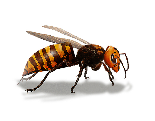 PSD 한마리 곤충 일러스트 그림자 사람없음 해충 벌레 말벌 디테일 장수말벌 국내일러스트 동물 1 벌_곤충 파일형식