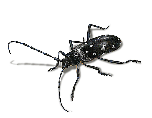 PSD 한마리 곤충 일러스트 사람없음 해충 벌레 알락하늘소 하늘소 디테일 국내일러스트 동물 1 파일형식