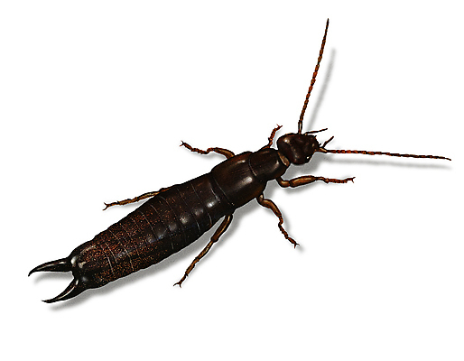 PSD 한마리 곤충 일러스트 사람없음 해충 벌레 집게벌레 디테일 국내일러스트 동물 1 파일형식