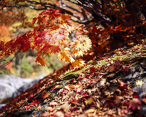 포토 JPG 주간 단풍 자연 단풍나무 풍경 사람없음 야외 아웃포커스 백두산 국내포토 자연요소 나무 잎 산 촬영기법 생태계 파일형식