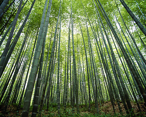 포토 JPG 주간 로우앵글 자연 풍경 사람없음 야외 대나무 대나무숲 국내포토 자연요소 나무 뷰포인트 숲 생태계 파일형식