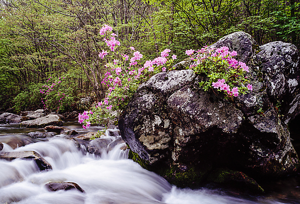 포토 JPG 주간 자연 풍경 사람없음 야외 계곡 바위 급류 철쭉 국내포토 자연요소 꽃 돌_바위 생태계 파일형식