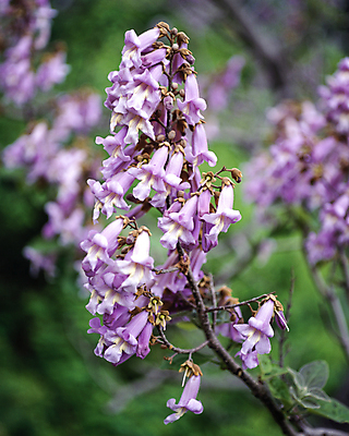 포토 JPG 주간 나무 자연 풍경 사람없음 야외 아웃포커스 라일락 꽃가지 국내포토 자연요소 식물 꽃 촬영기법 나뭇가지 생태계 파일형식