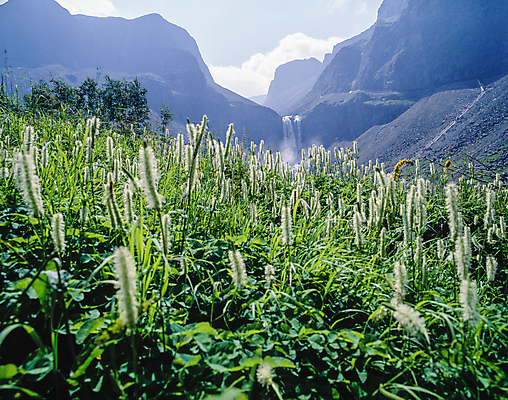 포토 JPG 주간 자연 산 한국 풍경 사람없음 야외 폭포 들꽃 백두산 국내포토 자연요소 꽃 아시아 생태계 파일형식