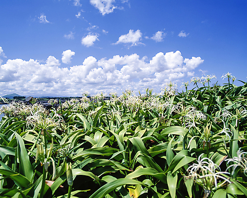 포토 JPG 주간 구름 꽃밭 자연 하늘 풍경 사람없음 야외 백합 국내포토 자연요소 꽃 생태계 파일형식