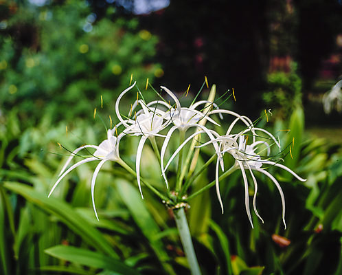 포토 JPG 주간 잎 자연 풍경 사람없음 야외 아웃포커스 풀 백합 국내포토 자연요소 식물 꽃 촬영기법 생태계 파일형식