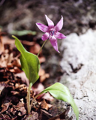 포토 JPG 주간 자연 풍경 사람없음 야외 아웃포커스 들꽃 국내포토 자연요소 꽃 촬영기법 생태계 파일형식