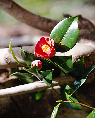 포토 JPG 주간 잎 풍경 사람없음 야외 아웃포커스 나뭇가지 동백 국내포토 자연요소 나무 식물 꽃 촬영기법 파일형식