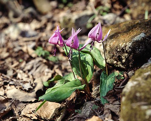 포토 JPG 주간 낙엽 자연 풍경 사람없음 야외 아웃포커스 들꽃 조약돌 얼레지 국내포토 자연요소 꽃 잎 촬영기법 돌_바위 생태계 파일형식