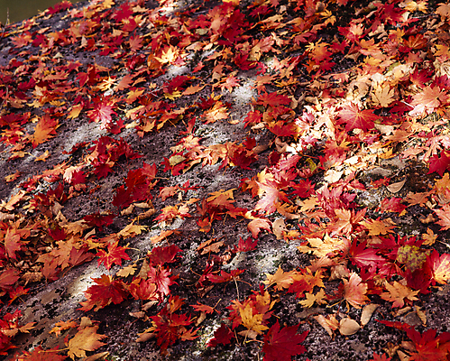 포토 JPG 주간 단풍 낙엽 자연 풍경 사람없음 야외 햇빛 국내포토 자연요소 잎 태양 생태계 파일형식
