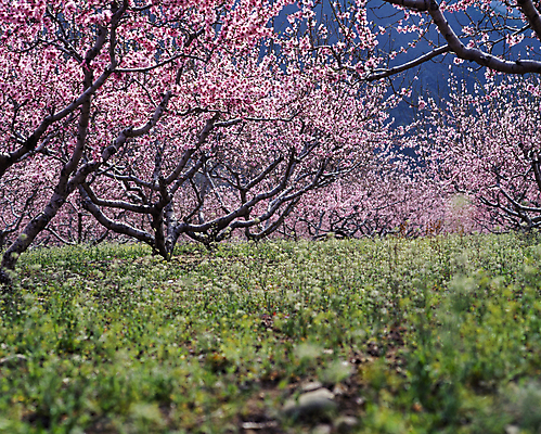 포토 JPG 주간 나무 꽃 자연 꽃나무 풍경 초원 사람없음 야외 숲 박태기나무 국내포토 자연요소 식물 생태계 파일형식
