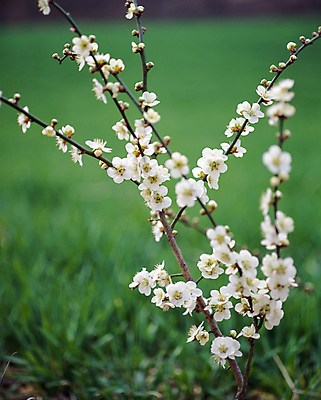 JPG 주간 자연 풍경 사람없음 야외 아웃포커스 나뭇가지 꽃봉오리 매화 매화나무 자연요소 나무 꽃 촬영기법 생태계 파일형식