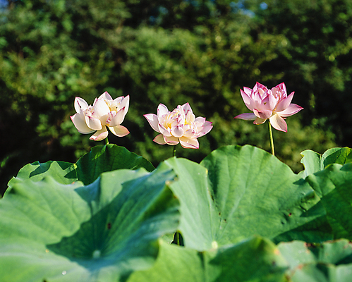 포토 JPG 주간 나무 자연 연꽃 풍경 사람없음 야외 아웃포커스 연잎 국내포토 자연요소 식물 꽃 잎 촬영기법 생태계 파일형식
