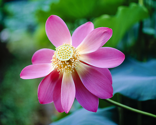 포토 JPG 주간 자연 연꽃 풍경 사람없음 야외 아웃포커스 연잎 국내포토 자연요소 꽃 잎 촬영기법 생태계 파일형식