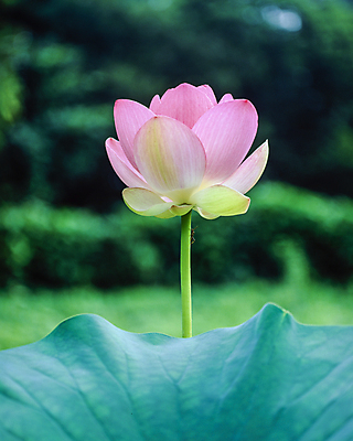 포토 JPG 주간 자연 연꽃 풍경 사람없음 야외 아웃포커스 연잎 국내포토 자연요소 꽃 잎 촬영기법 생태계 파일형식