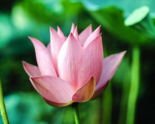 포토 JPG 주간 자연 연꽃 풍경 사람없음 야외 아웃포커스 연잎 국내포토 자연요소 꽃 잎 촬영기법 생태계 파일형식